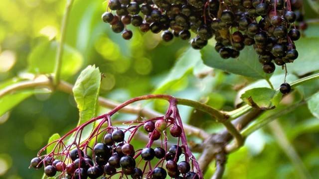 Elderberry Syrup – Benefits and Uses