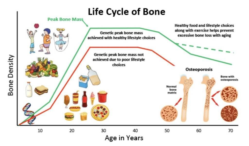 The Importance of Calcium for Bone Strength and Overall Health